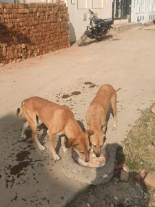 WhatsApp Image 2025-07-25 at 4.41.24 PM (1)