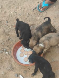 WhatsApp Image 2025-07-25 at 4.41.26 PM (1)